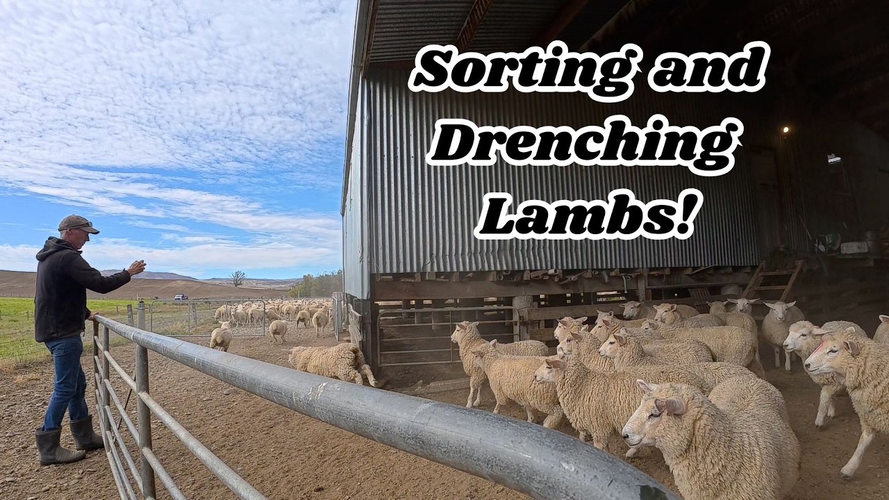 Lamb Sorting & Drenching – Our Farm Practices in Action