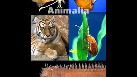 Classical Conversations - Cycle 1 - Week 1 - Science - Five Kingdoms of Living Things