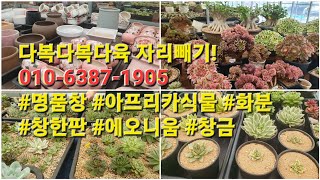 다복다복다육 자리빼기!010-6387-1905 #명품창 #아프리카식물 #화분 #창한판 #에오니움 #창금