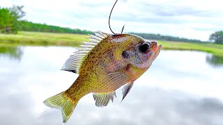 Fishing w/ BLUEGILL for POND MONSTERS (Big Fish)