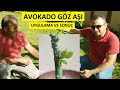 Avokado ve Limon Göz Aşı Uygulama ve Sonuç