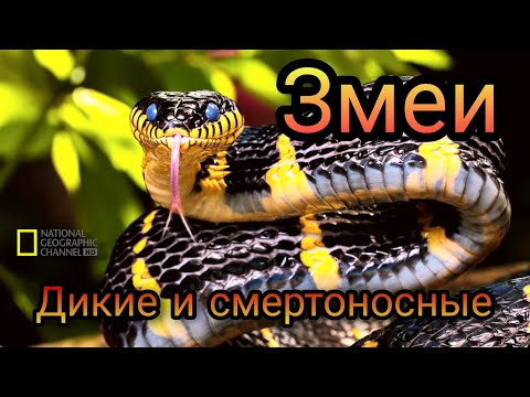 Змеи. Тигровая змея. Интереснейший документальный фильм. (дикие острова австралии)