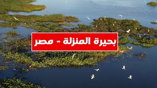 بحيرة المنزلة - مصر 👈   شاهد جمال الطبيعة المصرية