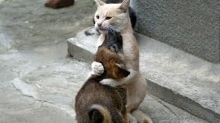 Коты против собак (2015) | Cats vs Dogs Compilation Коты против собак (2015) | Cats vs Dogs Compilation