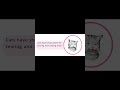 Something About Cat || || EVS &amp; Pedagogy ||learn constant #learnconstant #ctet2025
