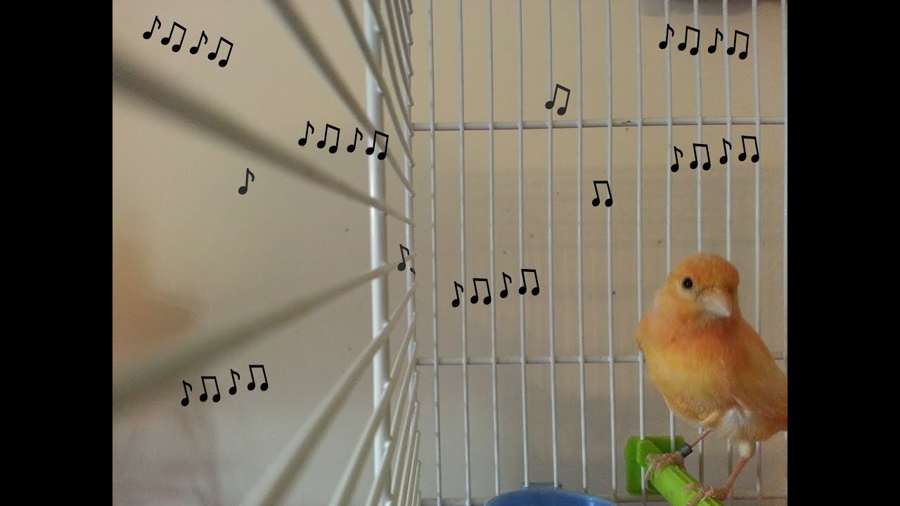 Photo inspiration: Picture Idea: How To Teach Your Canary To Sing