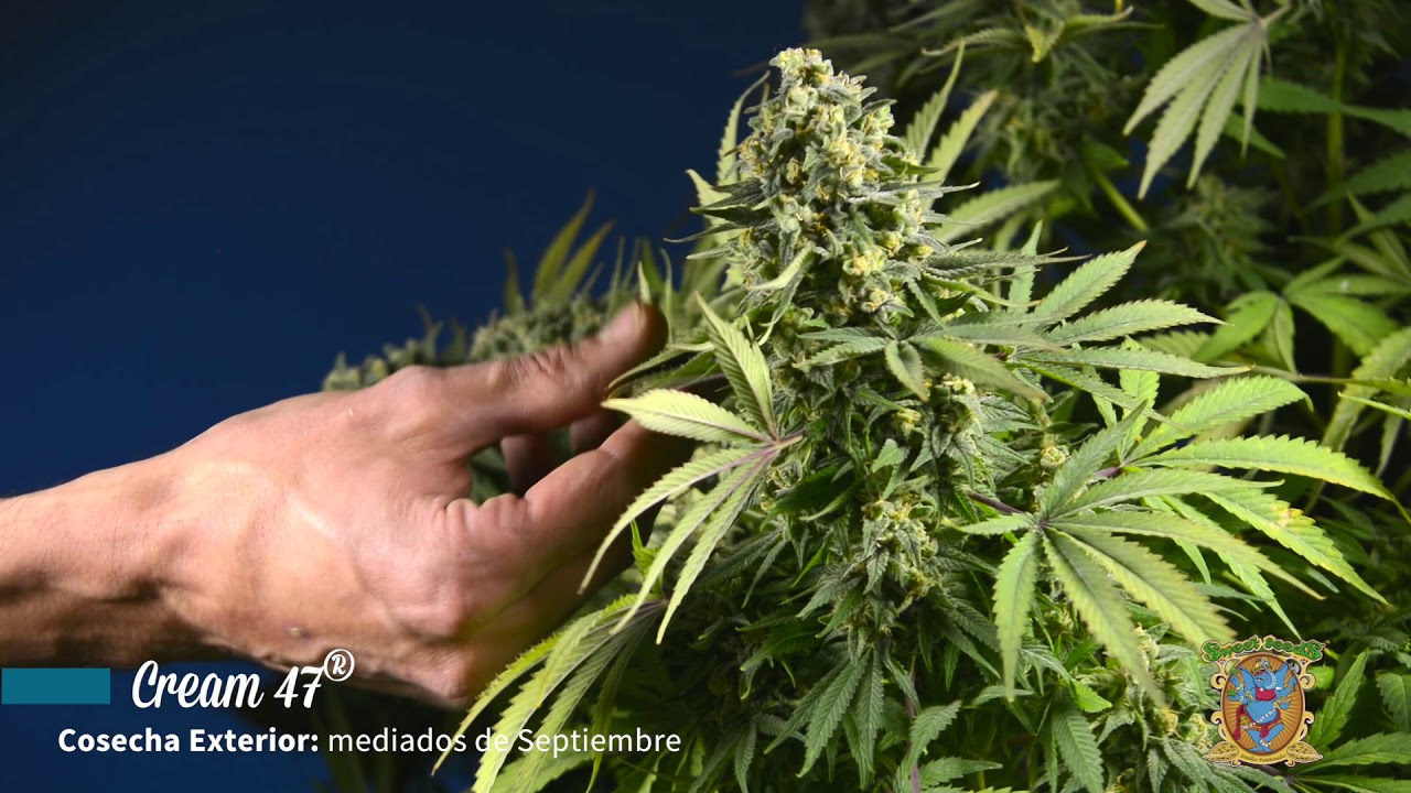 Cream 47® - Sweet Seeds®