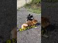 柴犬カール！お母さんに挑戦だ！ #柴犬 #柴犬さん #柴犬レオ#柴犬大好き