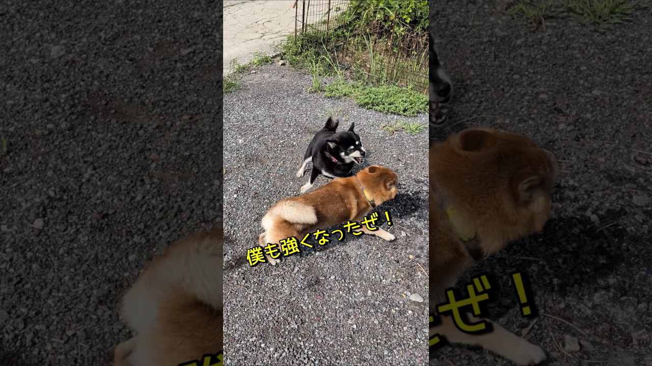 柴犬カール！お母さんに挑戦だ！ #柴犬 #柴犬さん #柴犬レオ#柴犬大好き