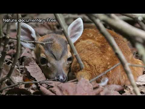 Eld's Deer Life