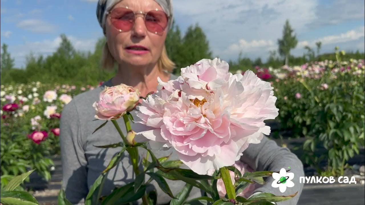 Пулков сад пионы каталог. Пион травянистый джокер. Пулков сад пионы каталог. Пулков сад пионы каталог. Пулков сад пионы каталог.