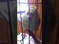 CRYING PARROT SOUNDS LIKE A SMALL BABY Short Youtubeshorts Shortvideo Viralshorts CRYING PARROT SOUNDS LIKE A SMALL BABY Short Youtubeshorts Shortvideo Viralshorts