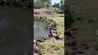 कणेरी मठ कोल्हापूर#viral #love #cricket #kolhapur #viral #housemusic