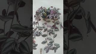 4 Plantas Pendentes Que Enche O Vaso Rápido .