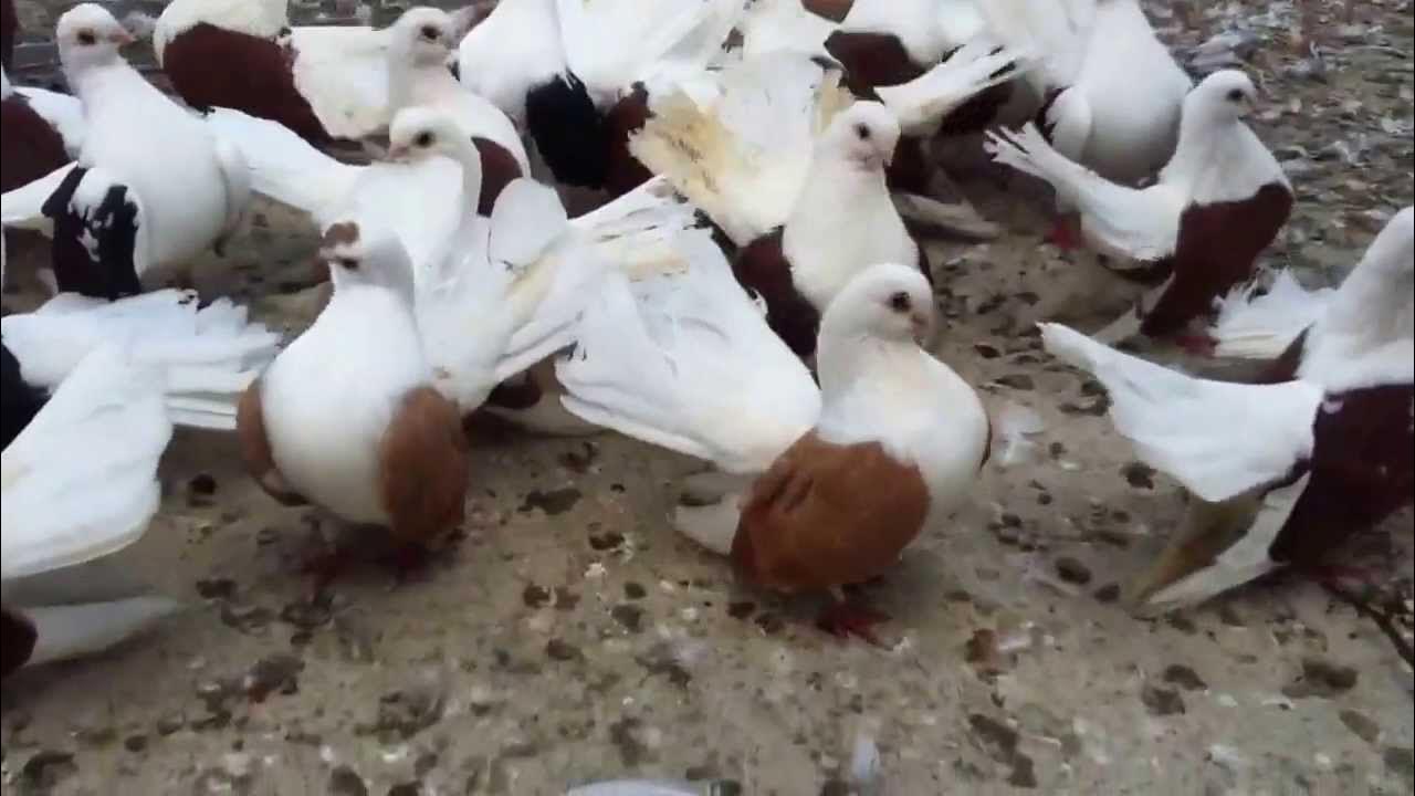 Ростовские чилики