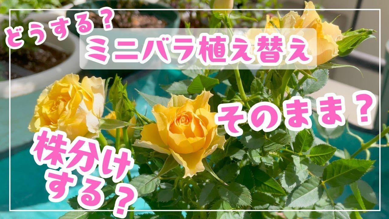 【ミニバラ】🌹株分けはするべき？しない？元気に育てるための植え替え時期と方法をのんびりお話します　失敗談も😊