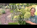 Big Beautiful Hydrangeas 🌸 | How I Feed My Limelight Hydrangeas