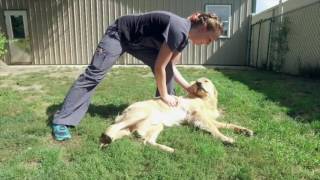 Maple Grove Veterinary Clinic & Pet Retreat | Animal Clinic in Caro, MI