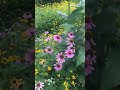 Turning your backyard lawn into a native wildflower garden