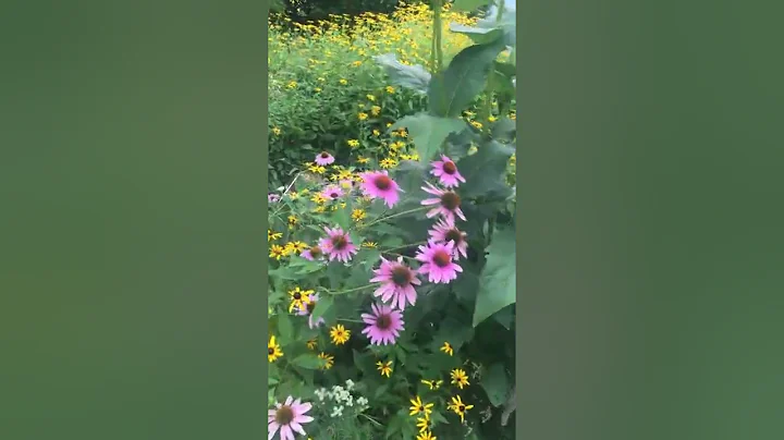 Turning your backyard lawn into a native wildflower garden