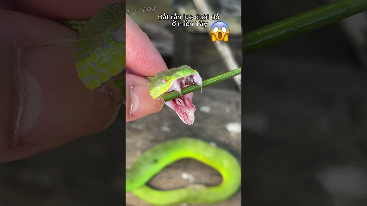 Hợp sức bắt rắn lục đuôi đỏ bò vào vườn nhà #snake #animals