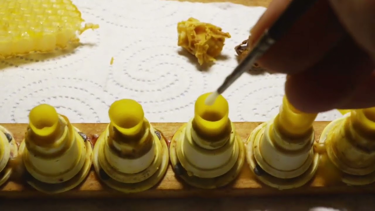 Hodowla matek, dobre przejęcia larw.