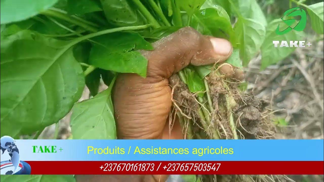 Technique de planting du piment après germination secrets YouTube