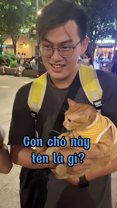 Tên Con Mèo - 100+ Tên Dễ Thương và Ý Nghĩa Cho Mèo Cưng Của Bạn