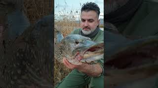 Turna Balığı Avı Kızılırmak (Trofe Turna Balığı) Resimi