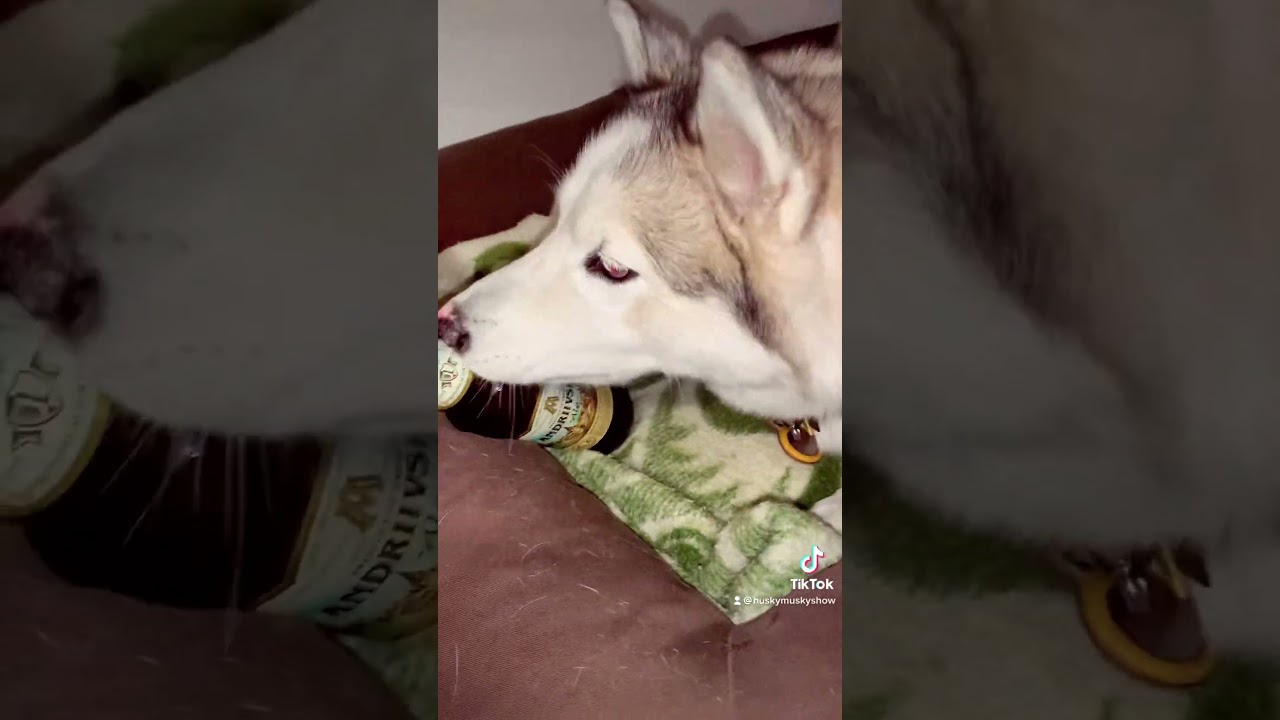 Луняша и Пивасик😜Luna Husky & Beer😂Новый Прикол😂New Funny Episode