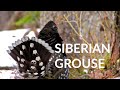 Siberian Grouse | Calming video about bird | Sounds of nature