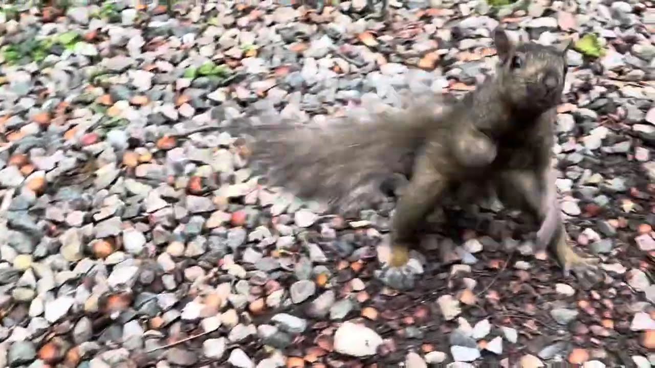 Eastern Tiger Salamander and the gang
