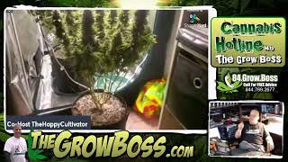 @TheHappyCultivator and @HempwithGG garden reviews 7-15-2022