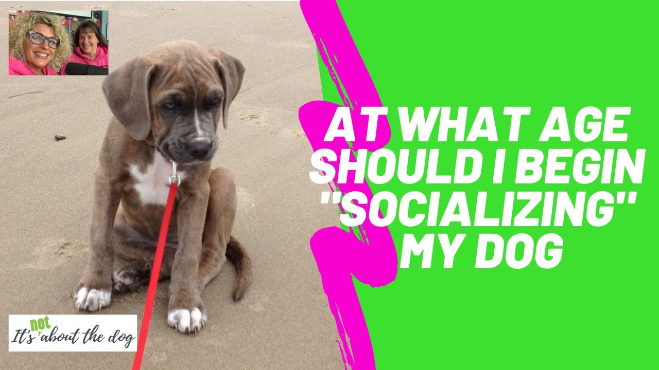 At what age should I socialize my dog? YouTube