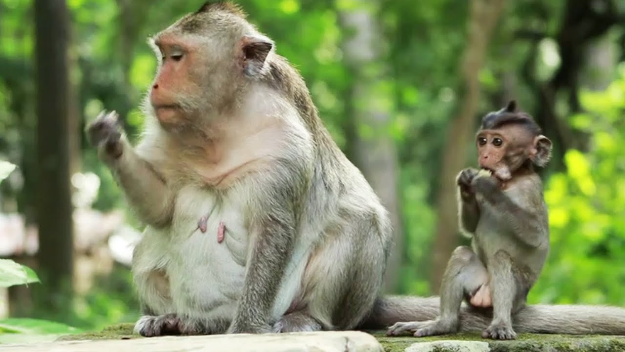 Monkey-Scarlet Monkey And Saxon Monkey in Amberon June16,2022/U-ShareMk.812.M I A G