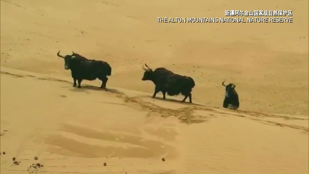 Wild yaks stroll by Shazi Spring in Xinjiang