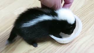 Lucky The Skunk loves Food And My Cuddles. #skunks #wildanimals