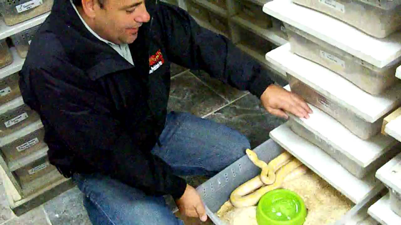 alligators miami Glimpse into Retics