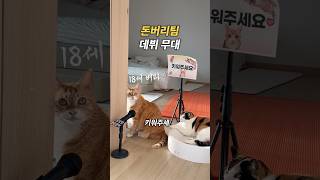 노래하는 18세 장수고양이 데뷔무대 돈버리팀 #neko #cat #고양이