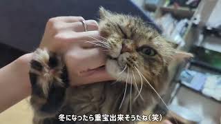 甘え上手なメインクーン【長毛猫日記】 by ひまはなの日常【himahanalife】 852 views 7 months ago 3 minutes, 44 seconds