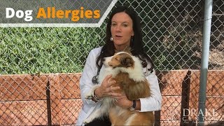 Dog Allergies: What You Need to Know