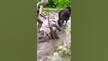 Viral Chinese Robots — The Hidden Truth