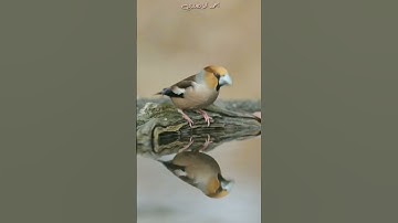 تلاوة مباركة من سورة الأسراء  . الشيخ محمد صديق المنشاوي