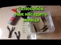 Как насадить живца Основные виды насаживания живца на крючок 