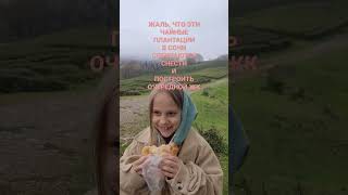 Чайные Плантации В Мацесте #Сочи2023