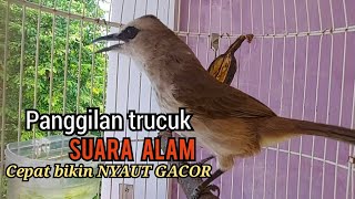 panggilan trucukan gacor Suara alam liar ini tercepat Bikin trucuk lain Nyaut Gacor seketika