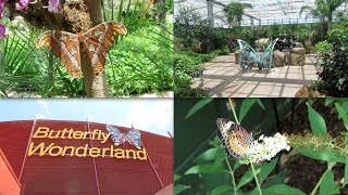 Butterfly Wonderland | Phoenix - AZ