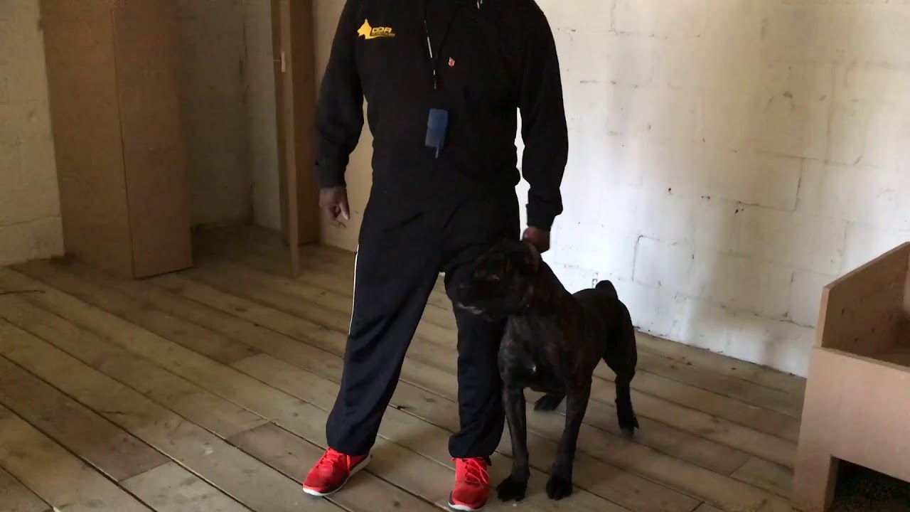 Cane Corsos Bite Work By Jimmy Monugian Ruff House Cane Corso