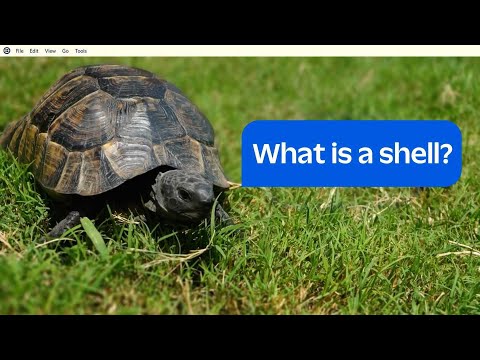 What do tutorials mean when they say my shell? // Developer Fundamentals