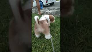 LITTLE PUPPY shortvideo dog viralvideo